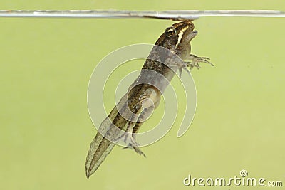 Wood Frog & x28;Rana sylvatica& x29; Pollifrog Stock Photo