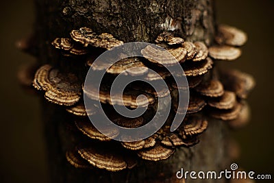 Wood fungus grows on a stump in the spring in the forest. Texture of tree fungus. Stock Photo