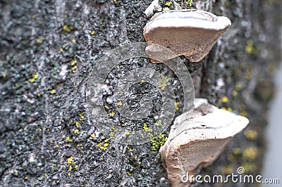 Wood fungus on plum tree . Stock Photo