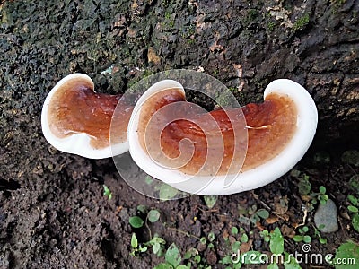 Wood fungus is a type of fungus that usually grows attached to rotting logs Stock Photo