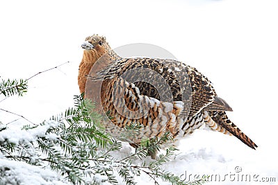 Wood grouse Stock Photo