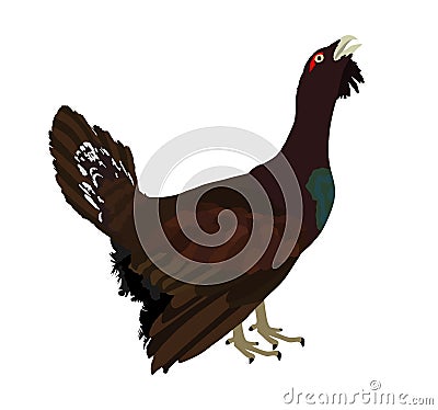 Wood grouse illustration. Heather cock or capercaillie wildfowl. Blackcock or heath cock. Cartoon Illustration