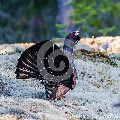 Wood Grouse's Tail Stock Photo