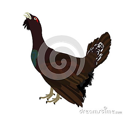 Wood grouse vector illustration. Heather cock or capercaillie wildfowl. Blackcock or heath cock. Bird from forest. Black cock. Cartoon Illustration