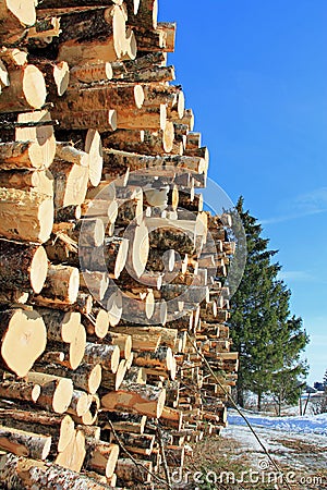 Wood and Growing Spruce Tree Stock Photo