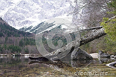 Wood at the lake with mountain in the background Stock Photo