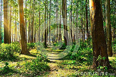 Wood land in munnar Stock Photo