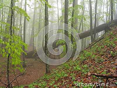 Wood landscape in mountains. Stock Photo