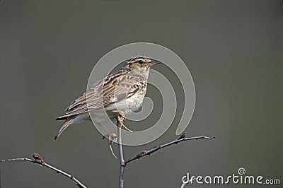 Wood lark, Lullula arborea, Stock Photo