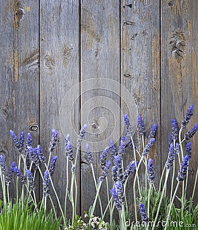 Wood Lavender Flowers Background Stock Photo