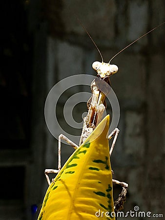 Wood locust over colored leaves. The grasshopper in the garden stood like a horse. Insect Life. Stock Photo