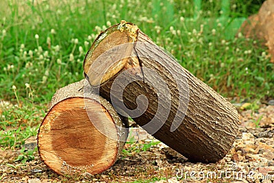 Wood Log Stock Photo