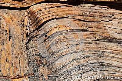 Wood log split through a crotch, divergent grains Stock Photo