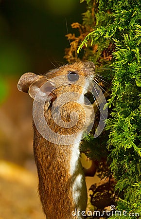 Wood mouse Stock Photo