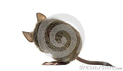 Wood mouse cleaning itself Stock Photo