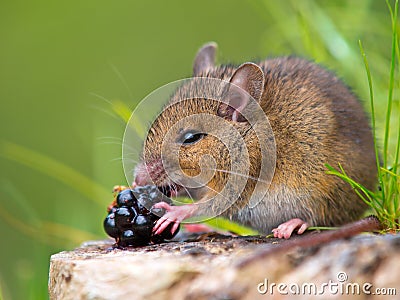 Image result for eating blackberries