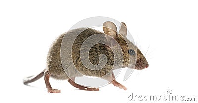 Wood mouse Stock Photo