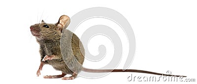 Wood mouse Stock Photo