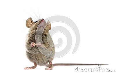 Wood mouse in front of a white background Stock Photo