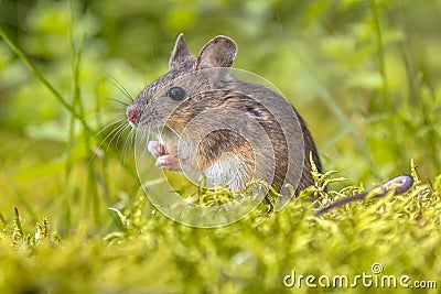 Wood mouse in green natural habitat Stock Photo