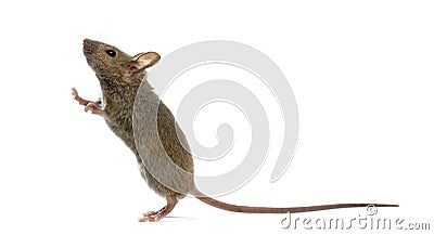 Wood mouse looking up Stock Photo