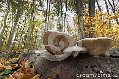 Wood mushrooms Stock Photo