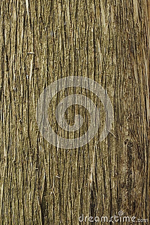 Wood natural texture. Natural light Stock Photo
