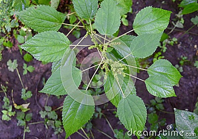 Wood nettle plant in a Pennsylvania forest Stock Photo