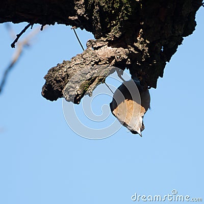 Wood nuthatch hanging upside down Stock Photo