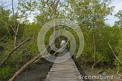 Wood passage way into mangrove forest Editorial Stock Photo
