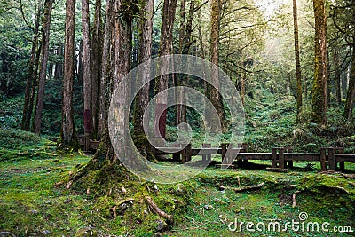 A wood path in Alishan National Scenic Area Stock Photo