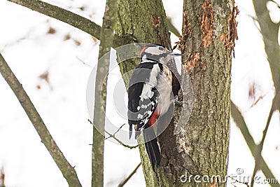 Wood pecker is pecking on tree Stock Photo