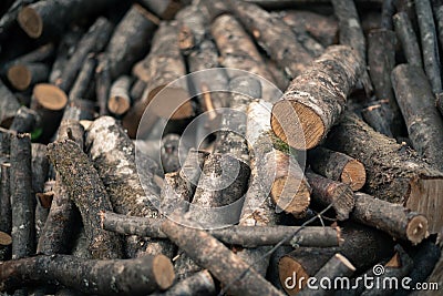 Wood pieces of different tree varieties Stock Photo
