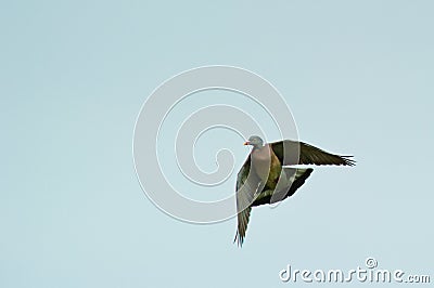 Wood Pigeon Stock Photo