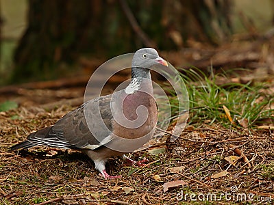 Wood pigeon Stock Photo