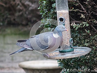 Wood Pigeon balancing on a bird feeder Stock Photo