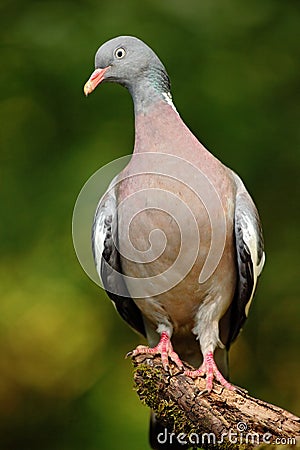 Wood Pigeon, Columba palumbus, forest bird in the nature habitat, green background, France Stock Photo
