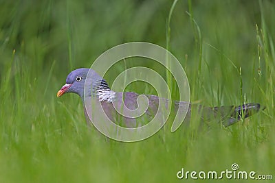 Wood-pigeon. Stock Photo