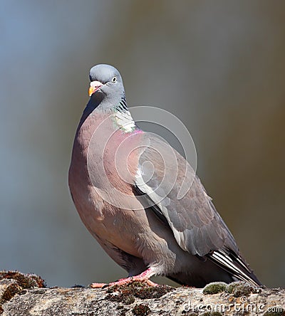 Wood pigeon Stock Photo