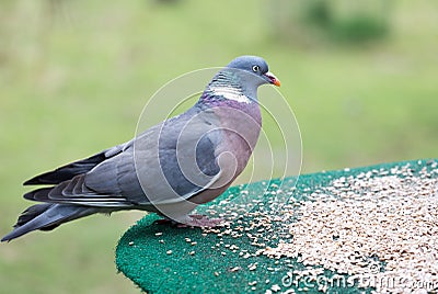 Wood pigeon feeding on bird table Stock Photo