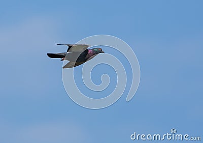 Wood Pigeon in flight Stock Photo