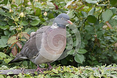 Wood pigeon perching on a garden fence Stock Photo