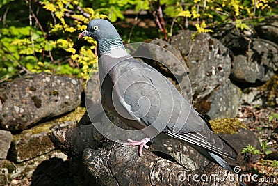 Wood Pigeon, Scotland Stock Photo