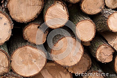Wood piles trees, sawn wood, stacked tree trunks, lumber, firewood Stock Photo