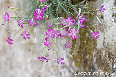 Wood Pink Dianthus sylvestris, flowering plant growing on a wall Stock Photo