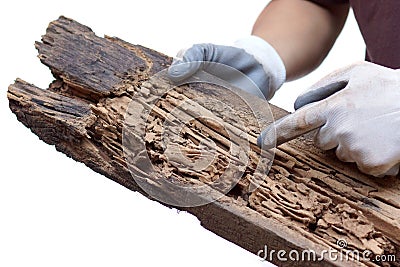 Wood plank destroyed by termites Stock Photo