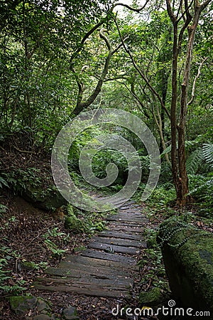 Wood plank path in a lush and verdant forest Stock Photo