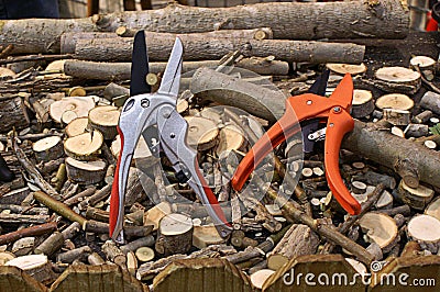 Wood Pruners and Cut Branches Stock Photo