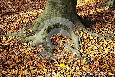 Wood root, Stock Photo