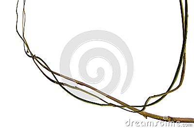 Wood root. Huge vines liana plant jungle tree branches isolated on white background, clipping path included Stock Photo